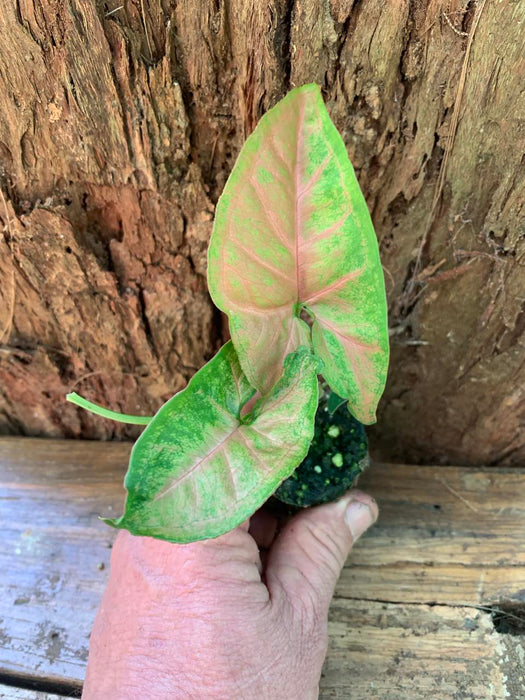 Syngonium Pink Margarita