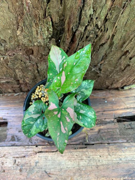 Syngonium Red Spot