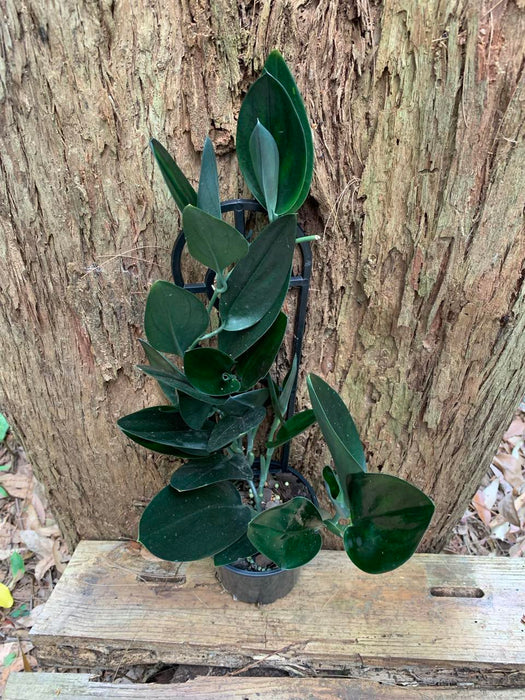 Scindapsus Treubii Dark Form