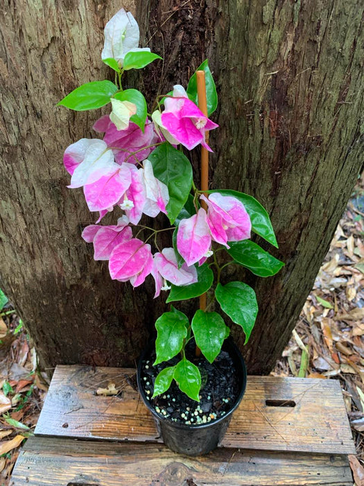 Bougainvillea Aiskrim / Ice Cream