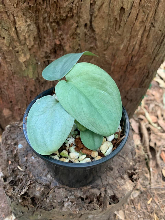 Scindapsus Platinum Hero