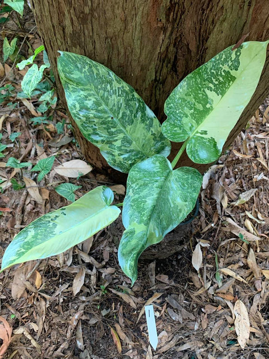 Philodendron Jose Buono 1