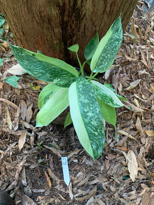 Philodendron Jose Buono 2