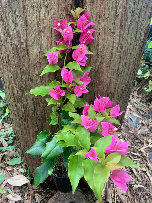 Bougainvillea Rijnstar Pink