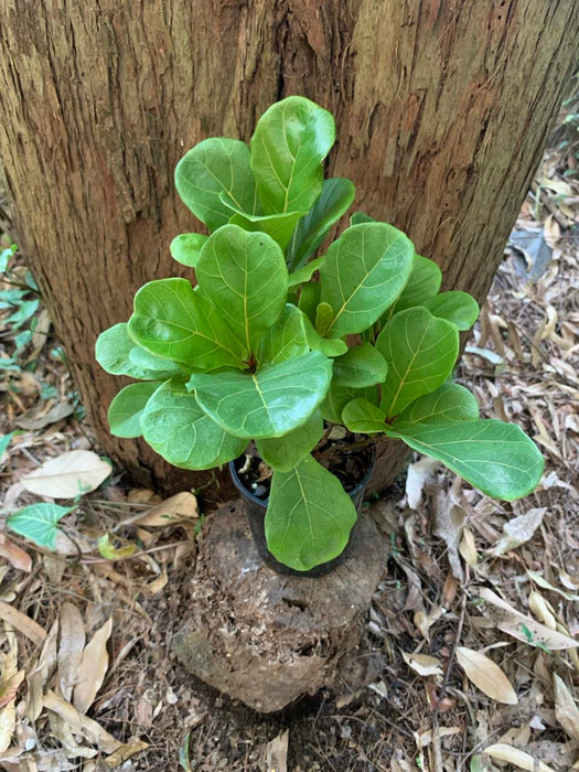 Ficus Lyrata - Fiddle Leaf Fig