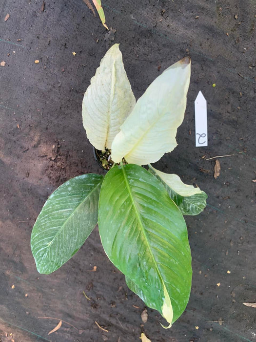 Spathiphyllum Picasso Peace Lily Multi Listing