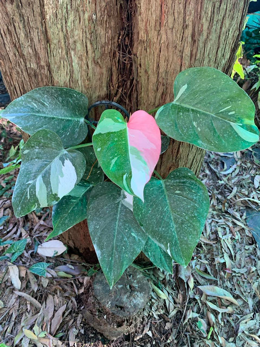 Philodendron White Princess with pink leaf