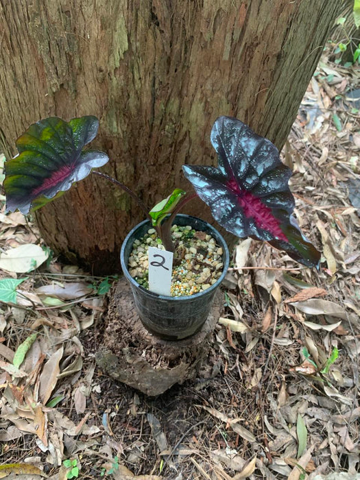 Colocasia Redemption