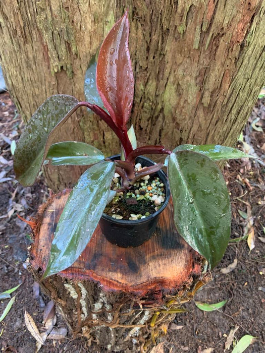 Philodendron Orange Princess - No Variegation