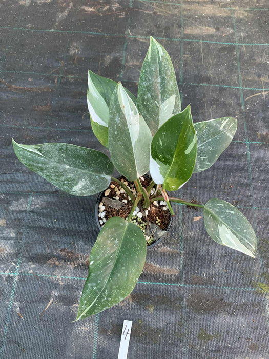 Philodendron White Princess #4