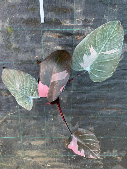 Philodendron Pink Princess #5