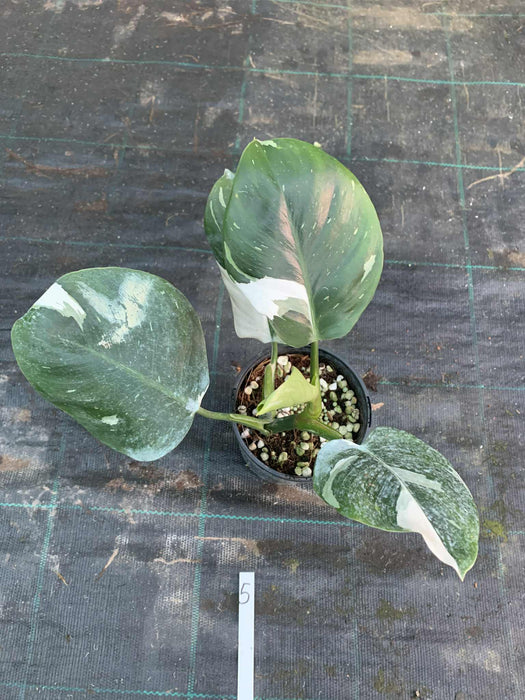 Philodendron White Princess #5