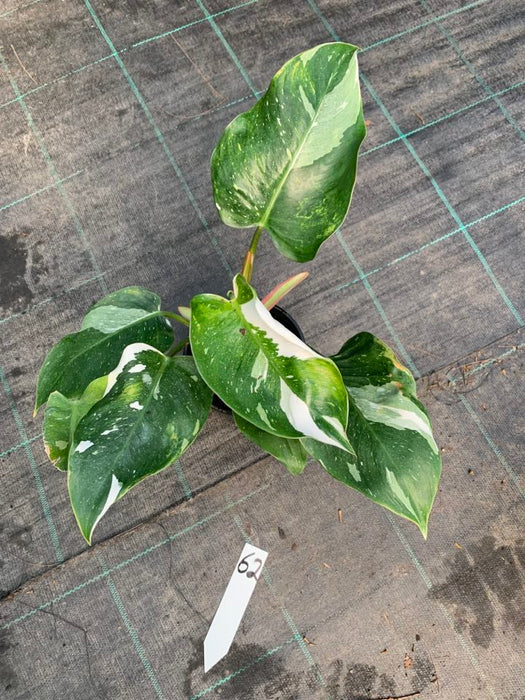 Philodendron White Princess #62