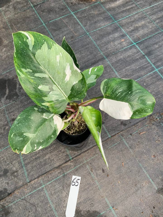 Philodendron White Princess #65