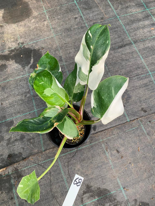 Philodendron White Princess #68