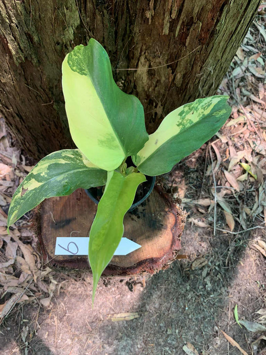 Philodendron Domesticum Multi-Plant Listing