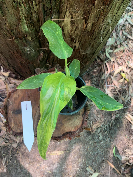 Philodendron Domesticum Multi-Plant Listing