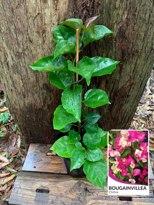 Bougainvillea Chitra