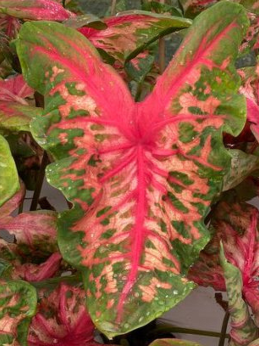 Caladium Clowning Around