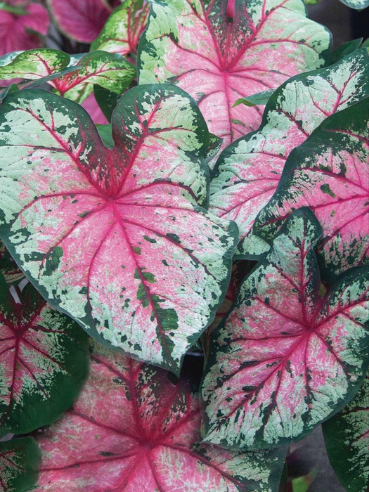 Caladium Apple Blossom