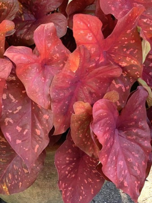 Caladium Burning Heart