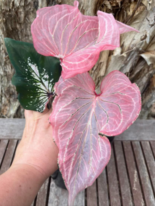 Caladium Pink Symphony