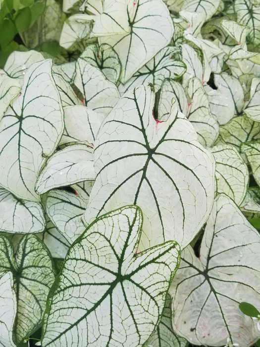 Caladium White Christmas