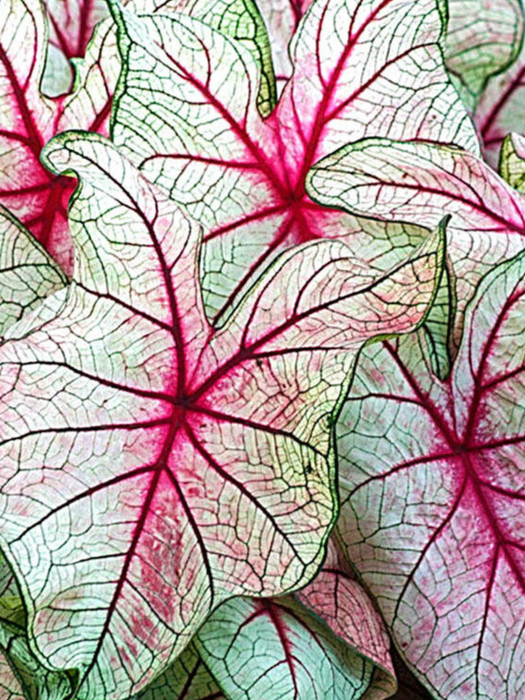 Caladium White Queen