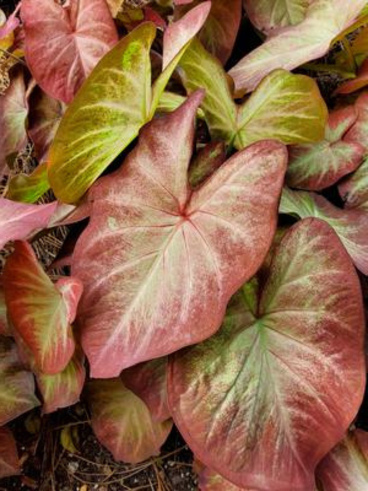 Caladium Creme Brulee