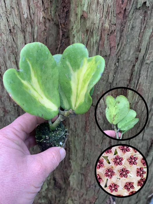 CLEARANCE Hoya Kerri Reverse