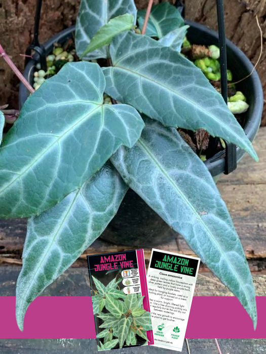 Cissus Amazonica - New, Rare & Exclusive