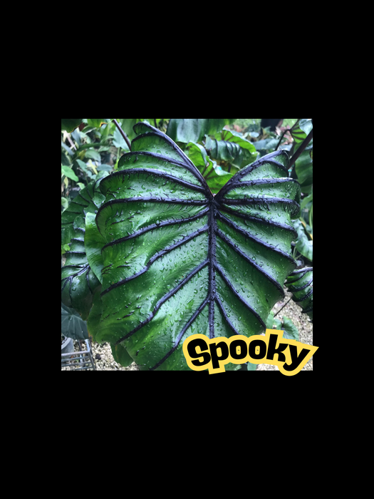 Colocasia Semi dried Corms - Multi-listing