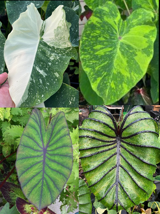 Colocasia Economy 4 Pack
