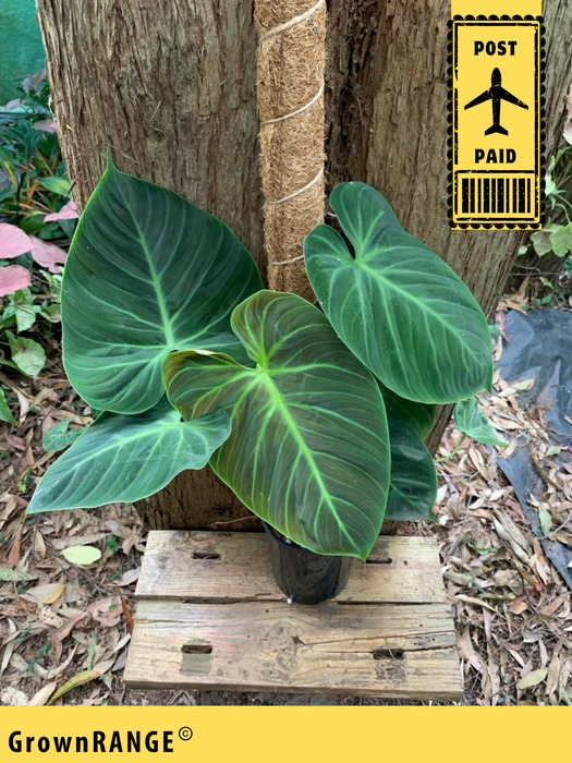Philodendron El Choco Red - Free Express Post