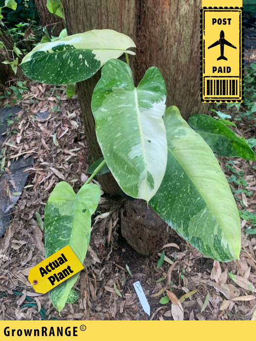 Philodendron Jose Buono - Free Express Post