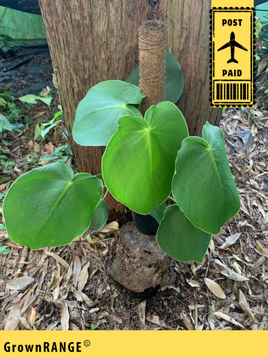 Philodendron Rugosum - Free Express Post