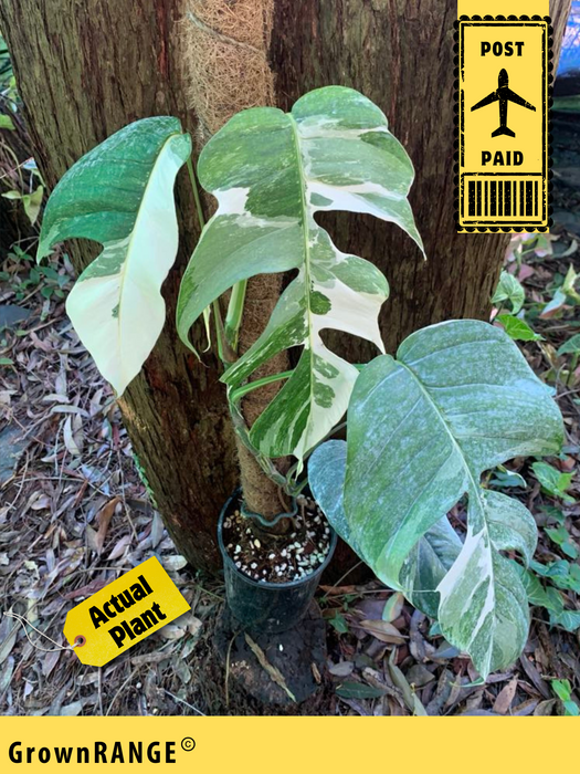 Epipremnum Pinnatum variegated - Free Express Post