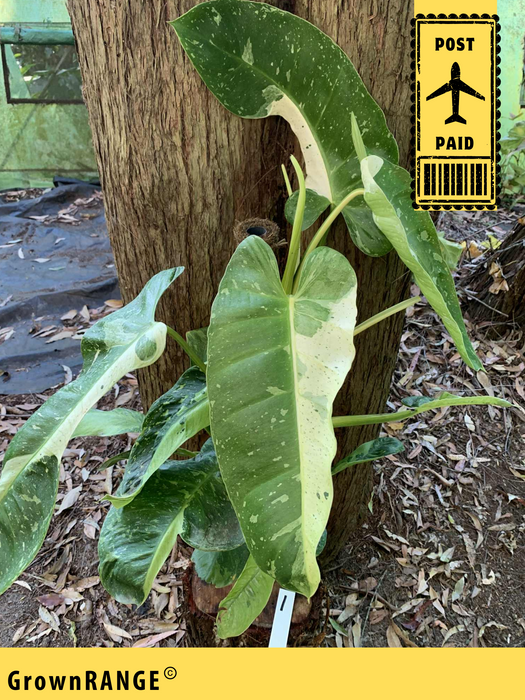 Philodendron Jose Buono - Free Express Post