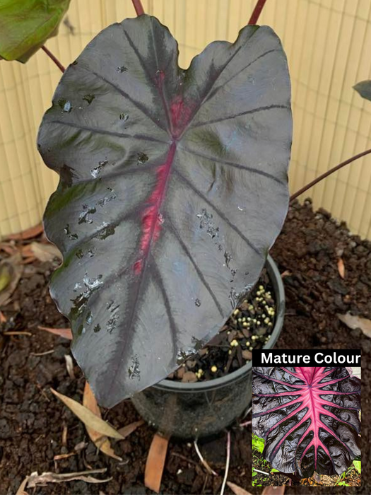 Colocasia Psylocke