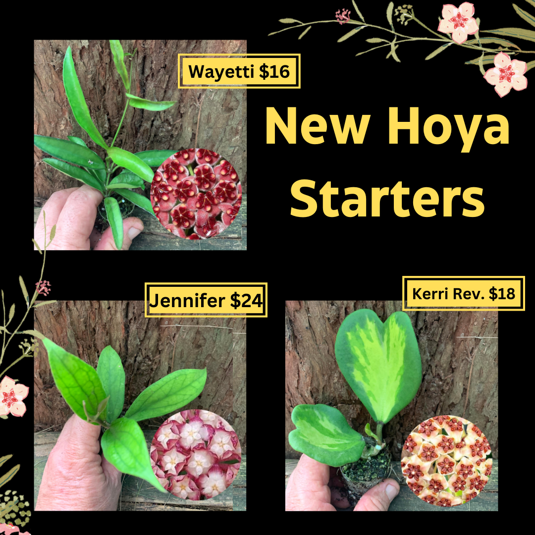 New Hoyas
