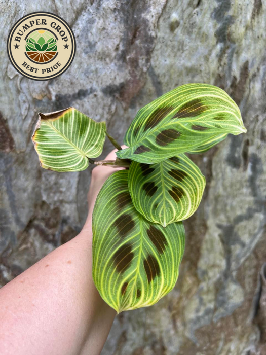 Maranta Light Veins AKA Fantasy