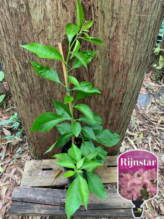 Bougainvillea Rijnstar Lilac