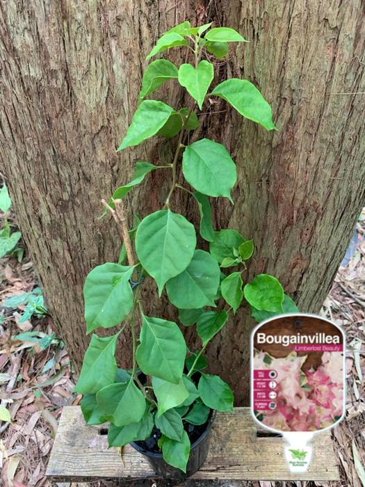 Bougainvillea Limberlost Beauty (Double Flower)