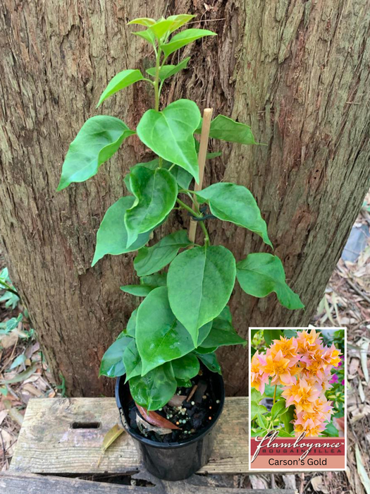 Bougainvillea Carson's Gold (Double Flower)