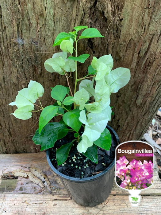 Bougainvillea Yani's Delight