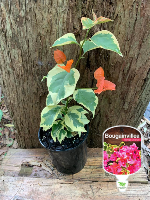 Bougainvillea Bengal orange