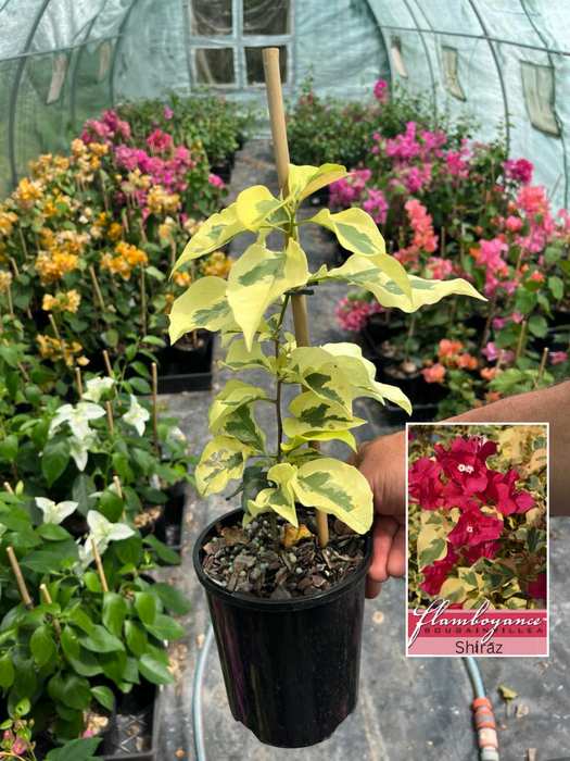 Bougainvillea Shiraz