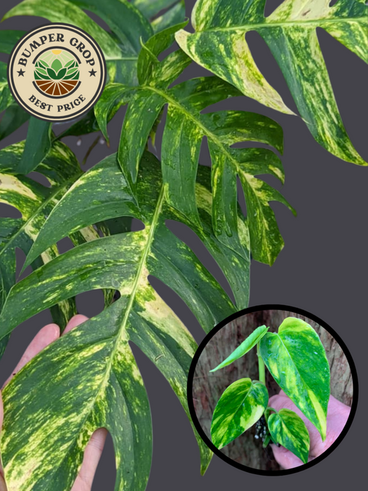 Epipremnum Pinnatum "Yellow Flame"