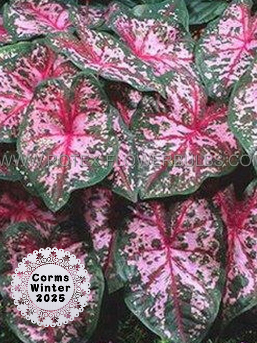 Caladium Carolyn Whorton