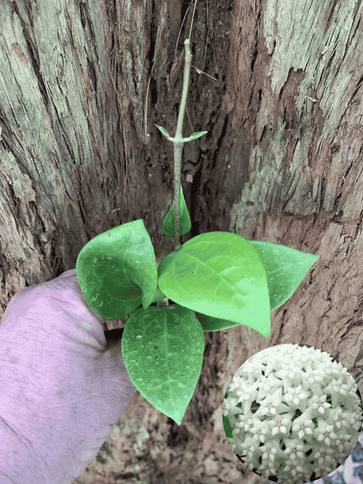 Hoya Chiang Mai
